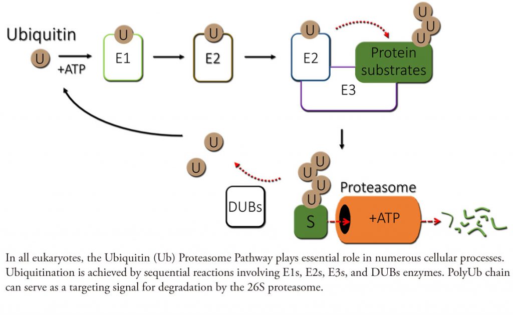 Ubiquitin Biology Shabek Lab